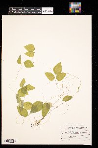 Amphicarpaea bracteata image