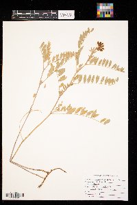 Astragalus canadensis image