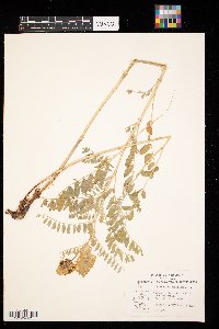 Astragalus canadensis image