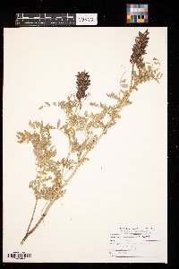 Astragalus canadensis image