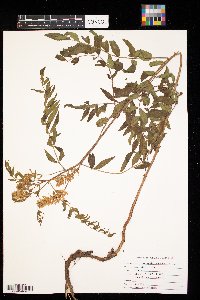 Astragalus canadensis image