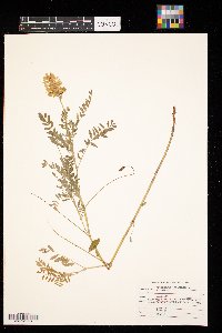 Astragalus canadensis image