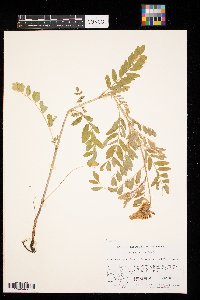 Astragalus canadensis image