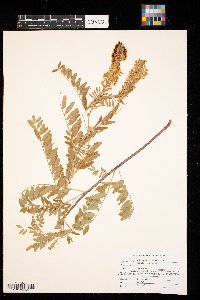 Astragalus canadensis image