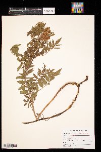 Astragalus canadensis image
