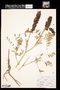 Astragalus canadensis image