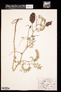 Astragalus canadensis image
