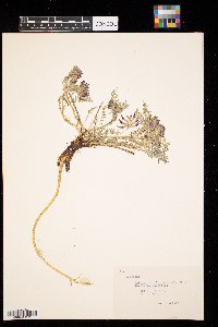 Astragalus missouriensis image