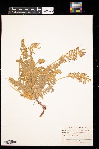 Image Associated With the Occurrence