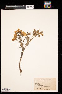 Baptisia leucophaea image