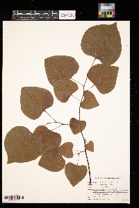 Cercis canadensis image