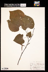 Cercis canadensis image