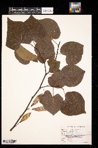 Cercis canadensis image