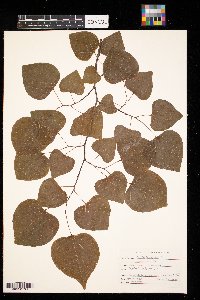 Cercis canadensis image