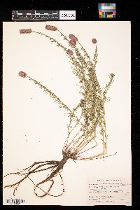 Dalea purpurea image