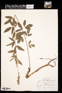 Desmodium canadense image