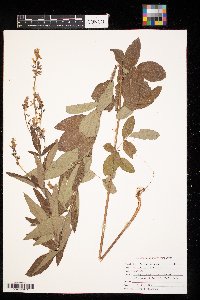 Desmodium canadense image