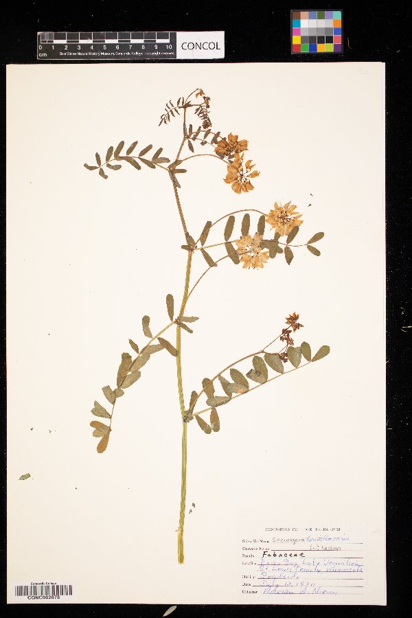 Securigera varia image