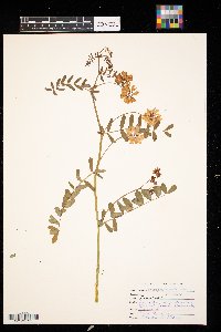 Media resource of Securigera varia