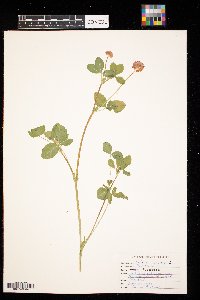 Trifolium pratense image