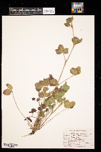 Trifolium pratense image