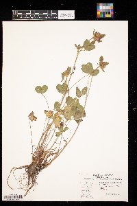 Trifolium pratense image
