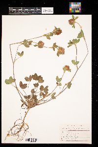 Trifolium pratense image