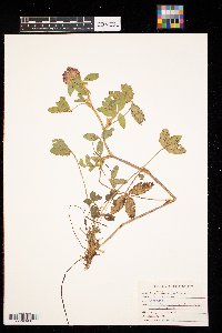 Trifolium pratense image