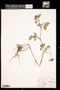 Trifolium pratense image
