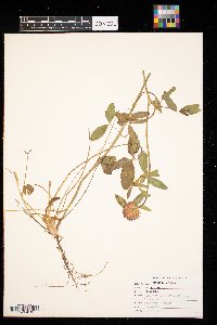 Trifolium pratense image