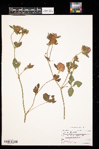 Trifolium pratense image