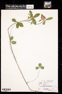 Trifolium pratense image