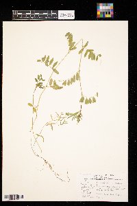 Vicia sativa image