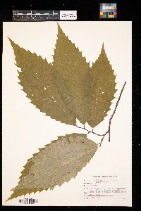 Fagus grandifolia image