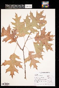 Quercus ellipsoidalis image