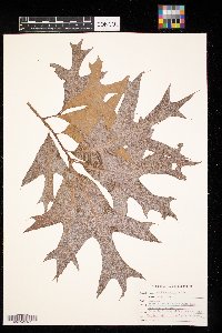 Thumbnail image of current specimen