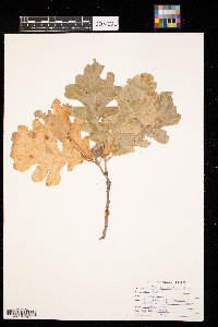 Thumbnail image of current specimen