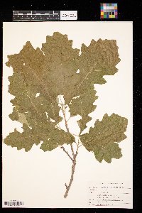 Thumbnail image of current specimen