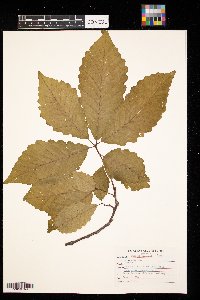 Quercus michauxii image
