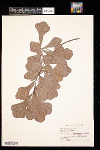 Quercus nigra image