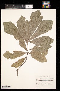 Quercus nigra image