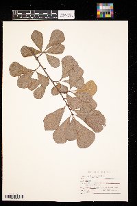 Quercus nigra image