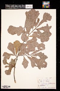 Quercus nigra image
