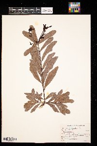 Quercus nigra image