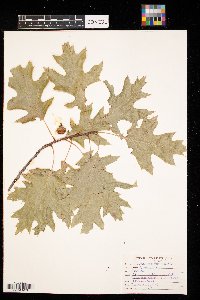 Thumbnail image of current specimen