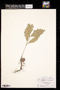 Thumbnail image of current specimen