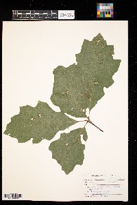 thumbnail image of current specimen