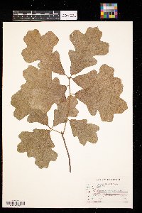 Quercus stellata image