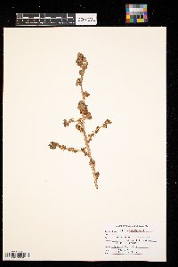 Ribes oxyacanthoides image