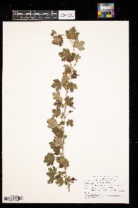 Media resource of Ribes uva-crispa